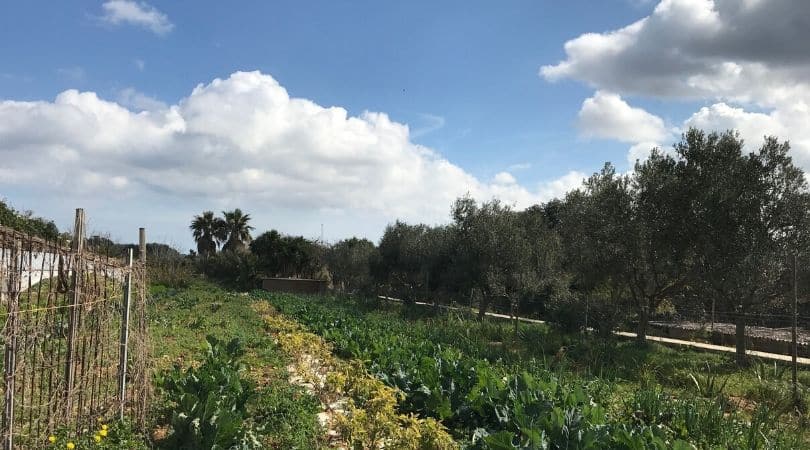 Vincent’s EcoFarm Mgarr 13th MArch 2023